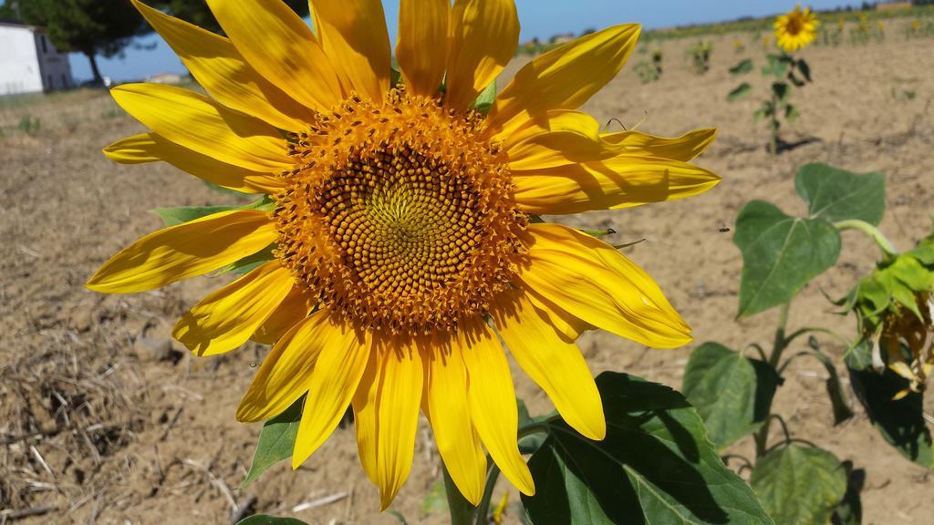 Agriturismo Bronzivalle Riotorto Dış mekan fotoğraf